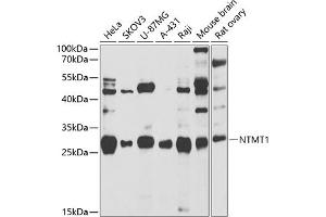 METTL11A antibody  (AA 1-223)