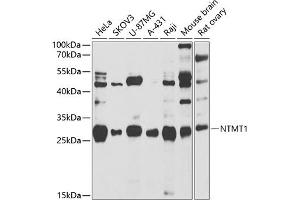 Western blot analysis of extracts of various cell lines, using NTMT1 antibody (ABIN6133076, ABIN6144899, ABIN6144900 and ABIN6222903) at 1:1000 dilution. (METTL11A antibody  (AA 1-223))
