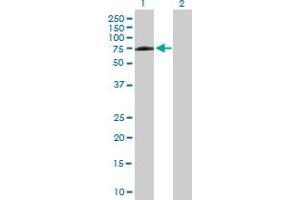 Western Blot analysis of PPIL4 expression in transfected 293T cell line by PPIL4 MaxPab polyclonal antibody. (PPIL4 antibody  (AA 1-492))
