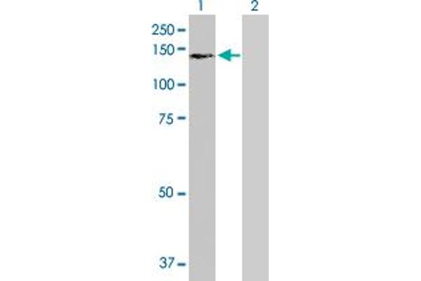 USP16 antibody  (AA 1-822)