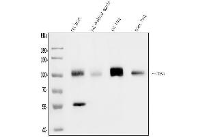 Western blot analysis of CD34 using anti-CD34 antibody (ABIN7600282). (CD34 antibody  (AA 170-386))