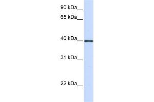 WB Suggested Anti-GP2 Antibody Titration:  0. (GP2 antibody  (Middle Region))