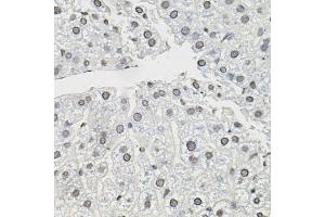 Immunohistochemistry of paraffin-embedded mouse liver using TCEB1 antibody. (TCEB1 antibody)
