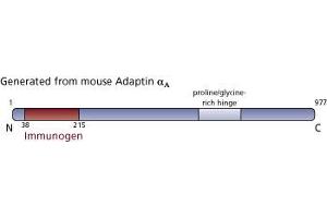 Image no. 4 for anti-Adaptor-Related Protein Complex 2, alpha 1 Subunit (AP2A1) (AA 38-215) antibody (ABIN968009) (alpha Adaptin antibody  (AA 38-215))