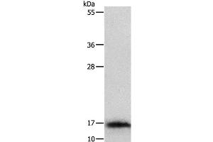 Western Blot analysis of Mouse thymus tissue using IL3 Polyclonal Antibody at dilution of 1:350 (IL-3 antibody)