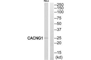 Western blot analysis of extracts from HeLa cells, using CACNG1 antibody. (CACNG1 antibody  (Internal Region))