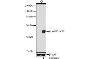 Western blot analysis of extracts of C6 cells, using Phospho-VASP-S239 antibody (ABIN3019748, ABIN3019749, ABIN3019750, ABIN1682137 and ABIN1682138) at 1:1000 dilution. (VASP antibody  (pSer239))