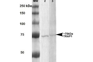 Western Blot analysis of Human, Rat Human A431 and Rat Brain Membrane cell lysates showing detection of ~75 kDa Trap1 protein using Mouse Anti-Trap1 Monoclonal Antibody, Clone 3H4-2H6 . (TRAP1 antibody  (FITC))