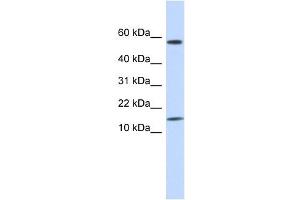 KAP11. (KRTAP11-1 antibody  (N-Term))
