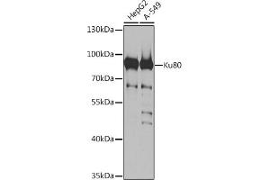 Western blot analysis of extracts of various cell lines, using Ku80 antibody (ABIN6130932, ABIN6150308, ABIN6150310 and ABIN6217336) at 1:1000 dilution. (XRCC5 antibody  (AA 540-732))