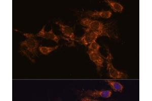 Immunofluorescence analysis of C6 cells using PYCR2 Polyclonal Antibody at dilution of 1:100. (PYCR2 antibody)