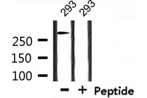 Western blot analysis of extracts from 293, using ATRX Antibody. (ATRX antibody  (N-Term))