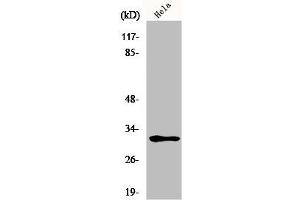 Western Blot analysis of HeLa cells using MRP-L46 Polyclonal Antibody (MRPL46 antibody  (Internal Region))