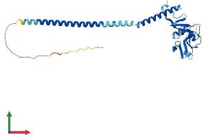 AlphaFold protein structure predicition of Mouse Recombinant Clec12b Protein, UniprotID Q149M0