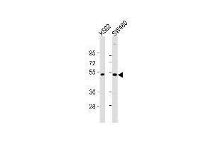 All lanes : Anti-PRKAR2A Antibody (C-Term) at 1:2000 dilution Lane 1: K562 whole cell lysates Lane 2: S whole cell lysates Lysates/proteins at 20 μg per lane. (PRKAR2A antibody  (AA 312-346))