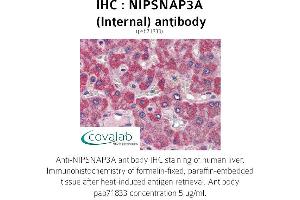 Image no. 1 for anti-Nipsnap Homolog 3A (NIPSNAP3A) (Internal Region) antibody (ABIN1737368)