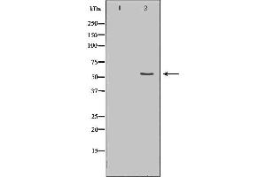 Western blot analysis of Mouse liver tissue lysates, using CYP2E1 Antibody. (CYP2E1 antibody  (Internal Region))