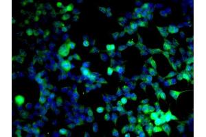 Image provided by One World Lab validation program. (Cyclin B1 antibody  (AA 271-433))