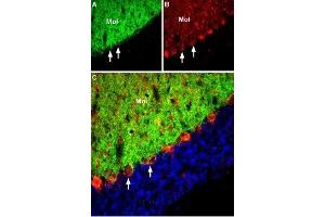 Expression of EAAT3 in rat cerebellum - Immunohistochemical staining of perfusion-fixed free-floating frozen rat brain sections with Anti-EAAT3 (EAAC1) Antibody (ABIN7043667 and ABIN7044356). (SLC1A1 antibody  (C-Term, Intracellular))