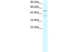 Western Blotting (WB) image for anti-Ubiquitin Specific Peptidase 3 (USP3) antibody (ABIN2460783) (USP3 antibody)