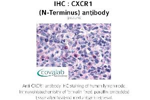 Image no. 1 for anti-Chemokine (C-X-C Motif) Receptor 1 (CXCR1) (Extracellular Domain), (N-Term) antibody (ABIN1733393) (CXCR1 antibody  (Extracellular Domain, N-Term))