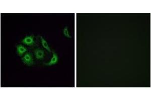 Immunofluorescence (IF) image for anti-Olfactory Receptor, Family 4, Subfamily P, Member 4 (OR4P4) (AA 260-309) antibody (ABIN2891014) (OR4P4 antibody  (AA 260-309))