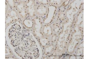 Immunoperoxidase of monoclonal antibody to MSI1 on formalin-fixed paraffin-embedded human kidney. (MSI1 antibody  (AA 1-87))