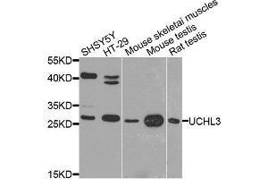 Western blot analysis of extract of various cells, using UCHL3 antibody. (UCHL3 antibody)