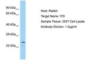 IYD antibody  (AA 22-71)