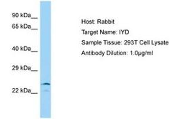 IYD antibody  (AA 22-71)