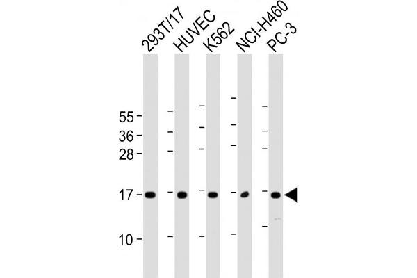 CCL26 antibody  (AA 58-92)