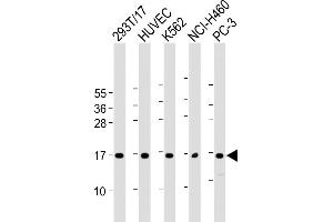 All lanes : Anti-CCL26 Antibody (C-Term) at 1:2000 dilution Lane 1: 293T/17 whole cell lysate Lane 2: HUVEC whole cell lysate Lane 3: K562 whole cell lysate Lane 4: NCI- whole cell lysate Lane 5: PC-3 whole cell lysate Lysates/proteins at 20 μg per lane. (CCL26 antibody  (AA 58-92))