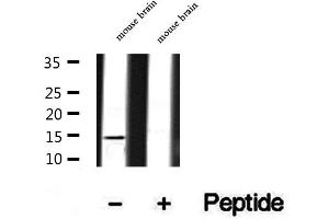 Western blot analysis of extracts of mouse brain tissue, using SNAPIN antibody. (SNAPIN antibody  (N-Term))