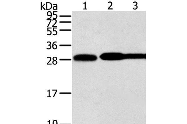 Syntaxin 10 antibody