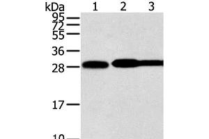 Western Blot analysis of Hela, lovo and A431 cell using STX10 Polyclonal Antibody at dilution of 1:800