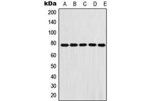 Western blot analysis of Fibulin 1 expression in A431 (A), A549 (B), HeLa (C), NIH3T3 (D), H9C2 (E) whole cell lysates. (Fibulin 1 antibody  (Center))