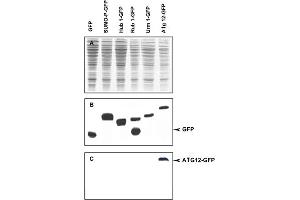 Immunoblot of APG12 fusion protein.