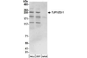 Western Blotting (WB) image for anti-Tight Junction Protein 1 (TJP1) (AA 950-1000) antibody (ABIN7450825)