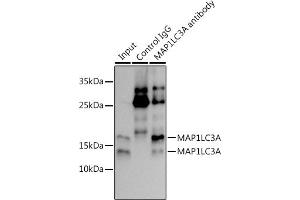 Immunoprecipitation (IP) image for anti-Microtubule-Associated Protein 1 Light Chain 3 alpha (MAP1LC3A) antibody (ABIN7268517)