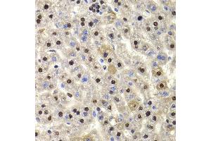 Immunohistochemistry of paraffin-embedded rat liver using HIRIP3 antibody. (HIRIP3 antibody)