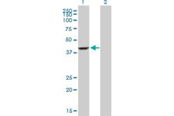 EFCAB4B antibody  (AA 1-395)