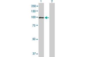 Western Blot analysis of UVRAG expression in transfected 293T cell line by UVRAG MaxPab polyclonal antibody. (UVRAG antibody  (AA 1-699))
