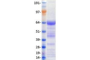 Nuclear Receptor Subfamily 4, Group A, Member 1 (NR4A1) (Transcript Variant 1) protein (Myc-DYKDDDDK Tag)