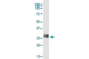 BST2 MaxPab rabbit polyclonal antibody. (BST2 antibody  (AA 1-180))