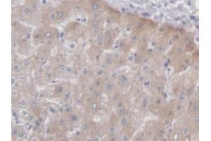 IHC-P analysis of Human Liver Tissue, with DAB staining. (PCYOX1 antibody  (AA 174-505))