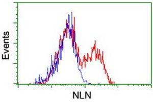 HEK293T cells transfected with either RC212447 overexpress plasmid (Red) or empty vector control plasmid (Blue) were immunostained by anti-NLN antibody (ABIN2455579), and then analyzed by flow cytometry. (NLN antibody)