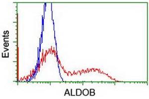 HEK293T cells transfected with either RC220062 overexpress plasmid (Red) or empty vector control plasmid (Blue) were immunostained by anti-ALDOB antibody (ABIN2454576), and then analyzed by flow cytometry. (ALDOB antibody)