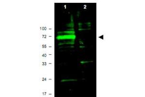 Western blot using Hif3a polyclonal antibody  shows detection of aband ~72 KDa corresponding to mouse Hif3a (arrowhead). (HIF3A antibody  (AA 581-592))