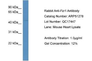 WB Suggested Anti-Fzr1  Antibody Titration: 0. (FZR1 antibody  (N-Term))