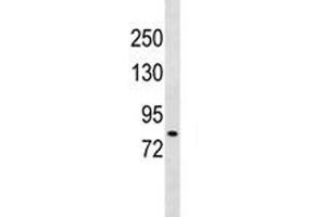 DCLK2 antibody western blot analysis in 293 lysate. (DCLK2 antibody  (AA 167-196))